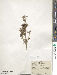 Chrysojasminum fruticans image