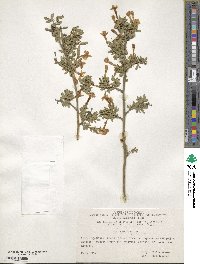 Chrysojasminum fruticans image