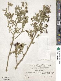 Chrysojasminum fruticans image