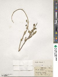 Chrysojasminum fruticans image