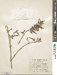 Jasminum grandiflorum image