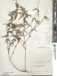 Jasminum nervosum image