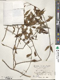 Jasminum nervosum image