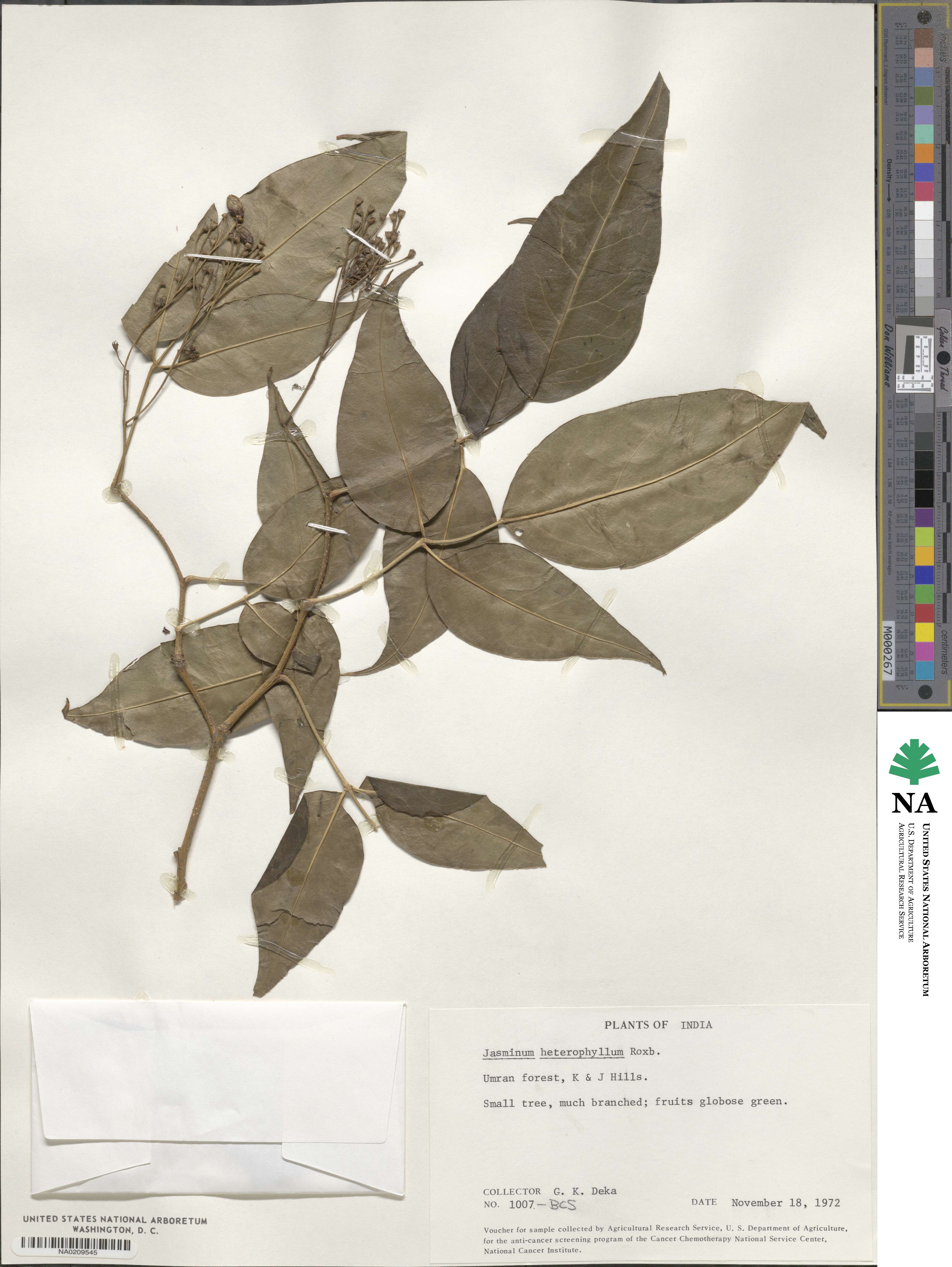 Jasminum heterophyllum image