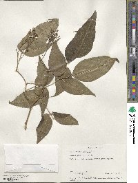 Image of Jasminum heterophyllum