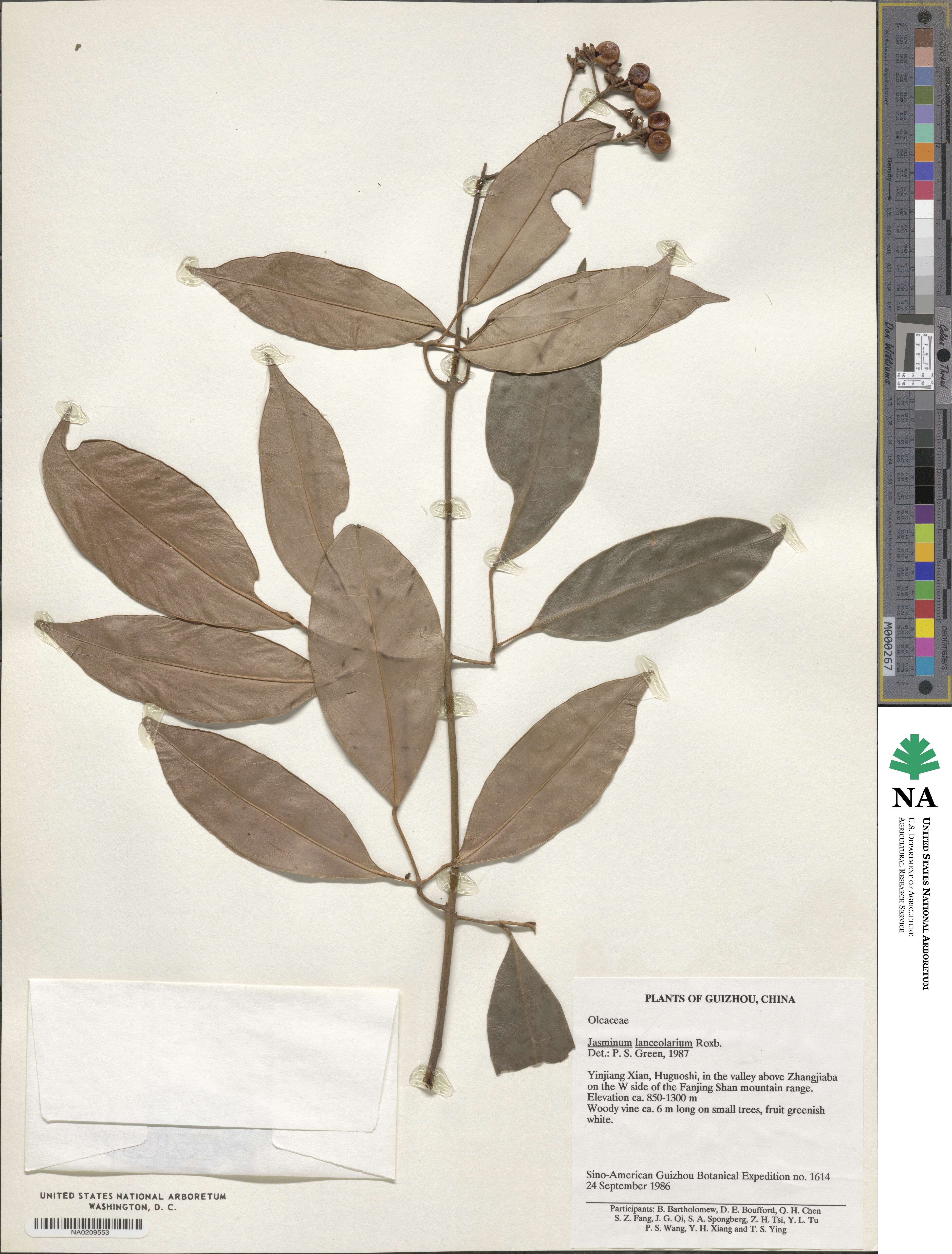 Jasminum lanceolarium image