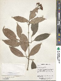 Jasminum lanceolarium image