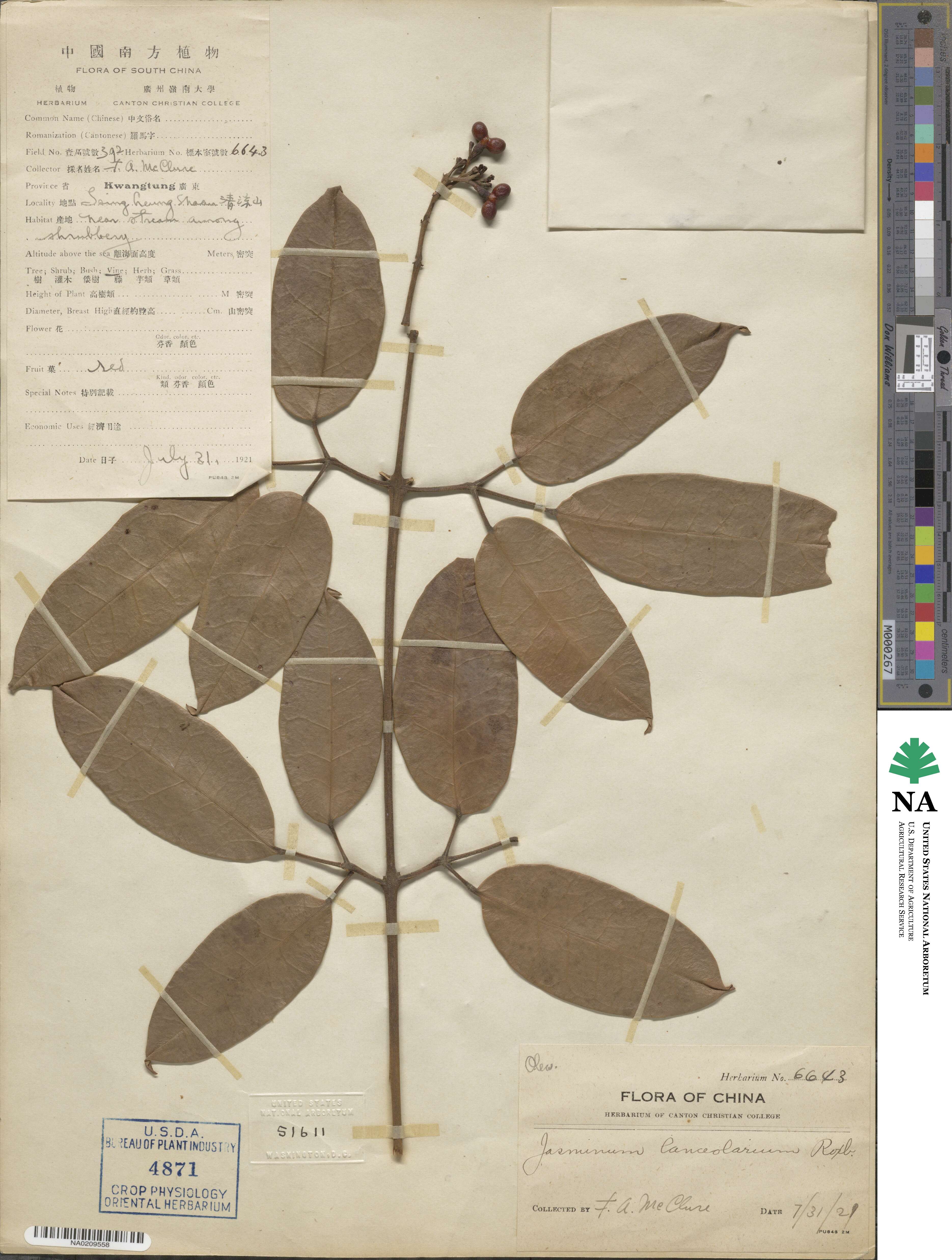 Jasminum lanceolarium image