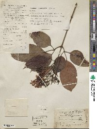 Jasminum lanceolarium image