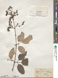 Jasminum lanceolarium var. puberulum image