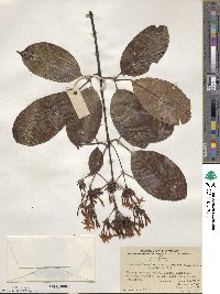 Jasminum lanceolarium var. puberulum image