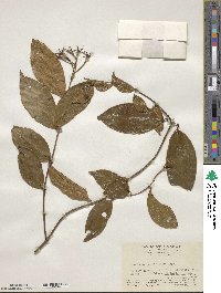 Image of Jasminum laurifolium