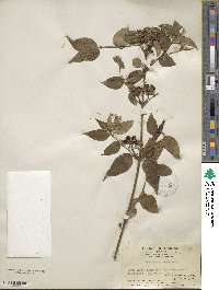 Jasminum nervosum image