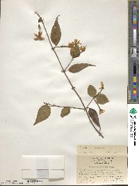 Jasminum nervosum image