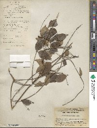 Jasminum nervosum image