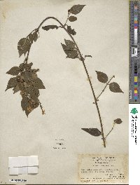 Jasminum nervosum image