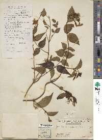 Jasminum nervosum image