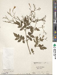 Jasminum officinale image