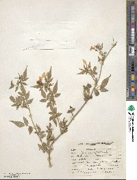 Jasminum officinale image