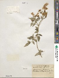 Jasminum officinale image