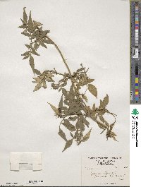 Jasminum officinale image