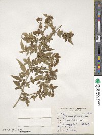 Jasminum officinale image