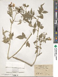 Jasminum officinale image