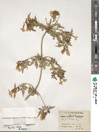 Jasminum officinale image