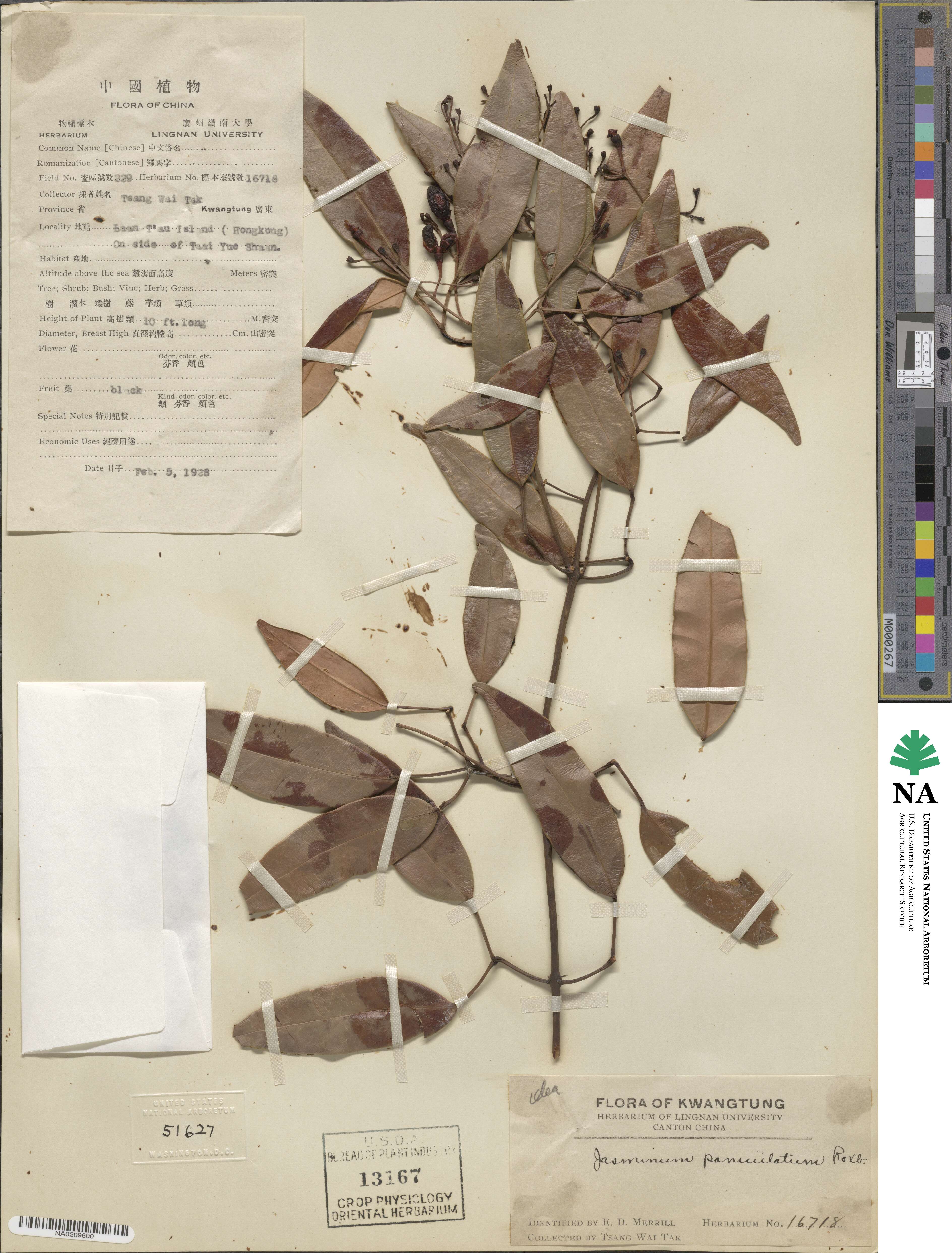 Jasminum lanceolaria subsp. lanceolaria image