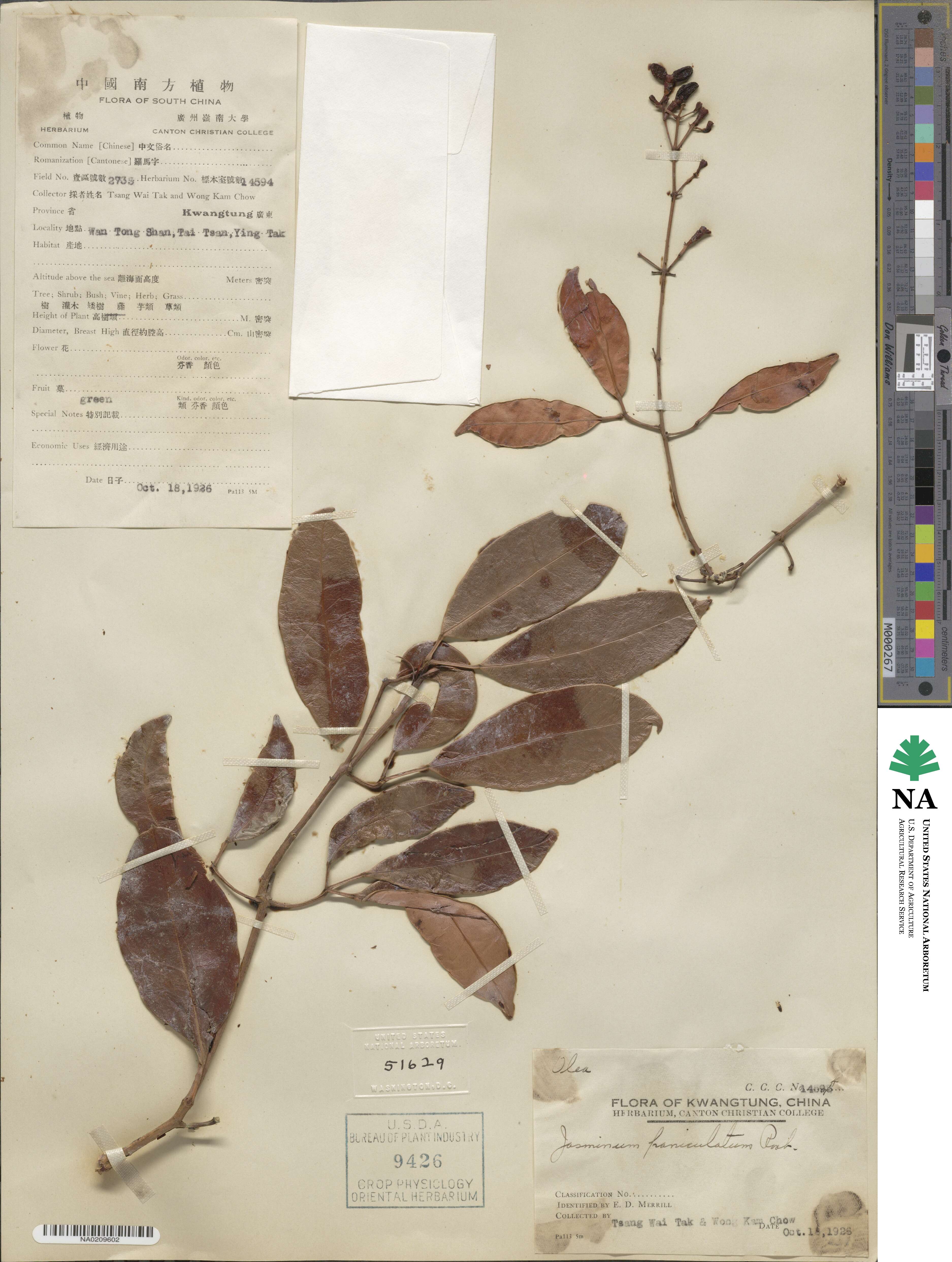 Jasminum lanceolaria subsp. lanceolaria image
