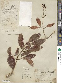 Jasminum lanceolaria image