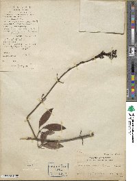 Jasminum lanceolaria subsp. lanceolaria image