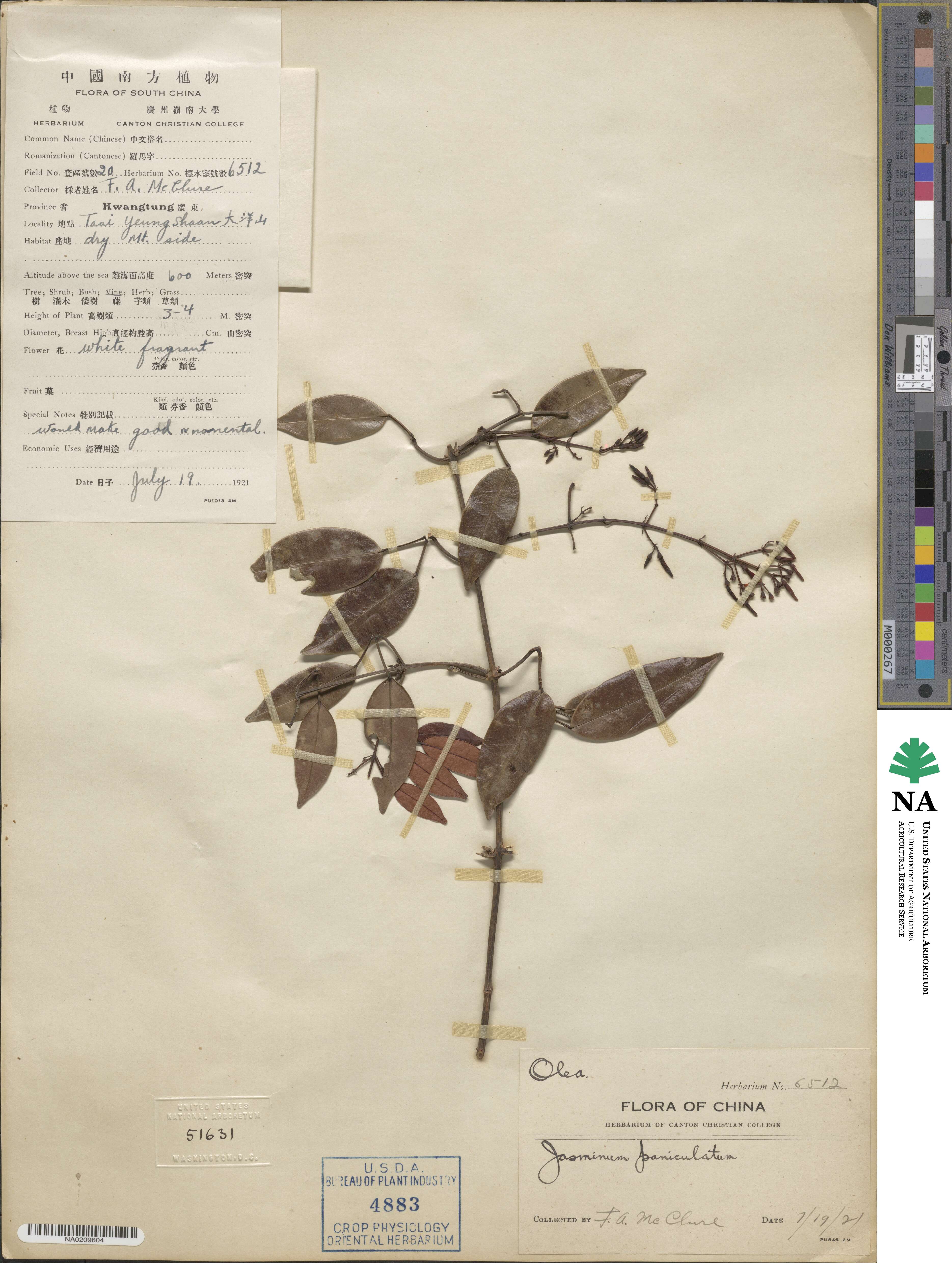 Jasminum lanceolaria subsp. lanceolaria image