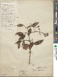 Jasminum lanceolaria subsp. lanceolaria image