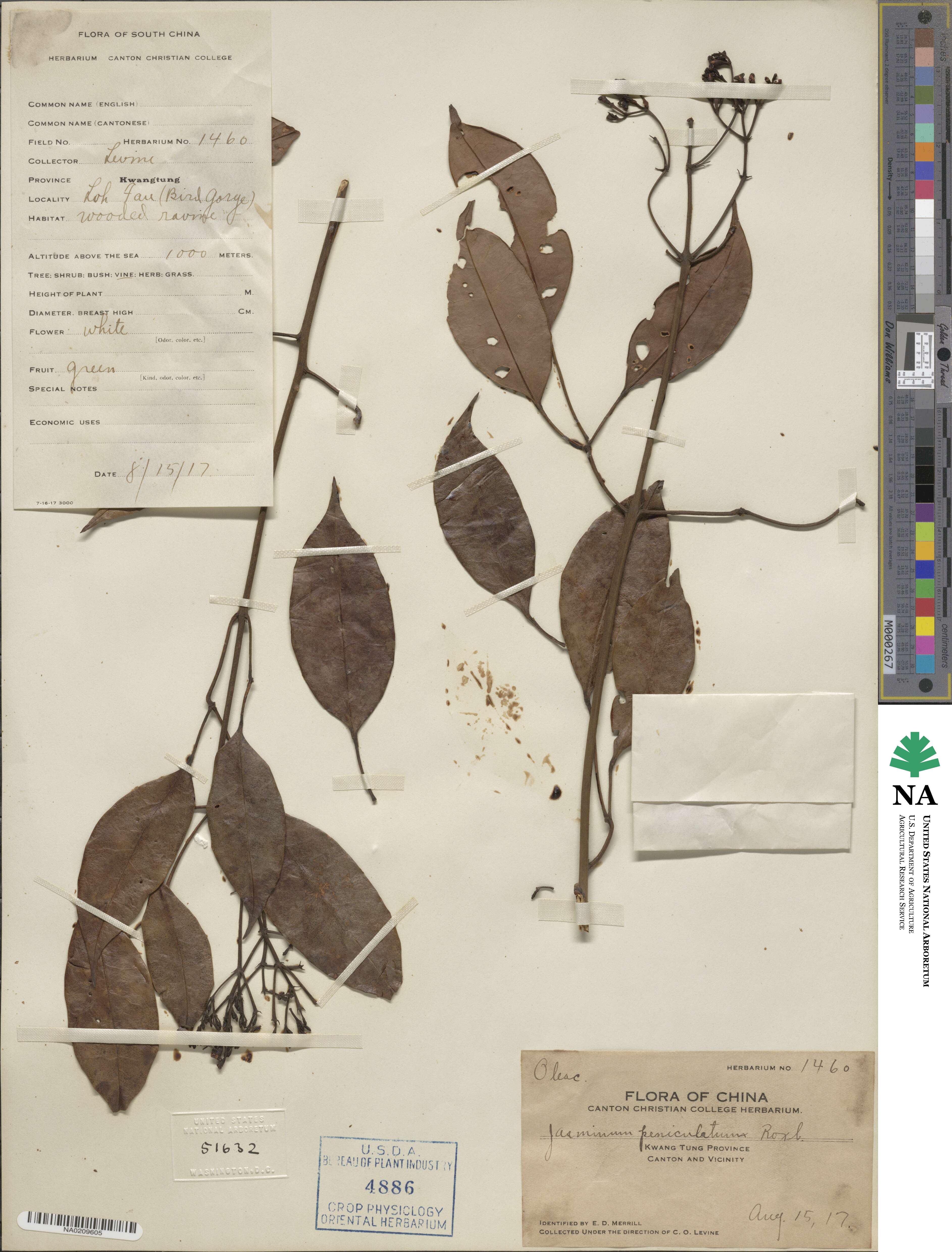 Jasminum lanceolaria subsp. lanceolaria image