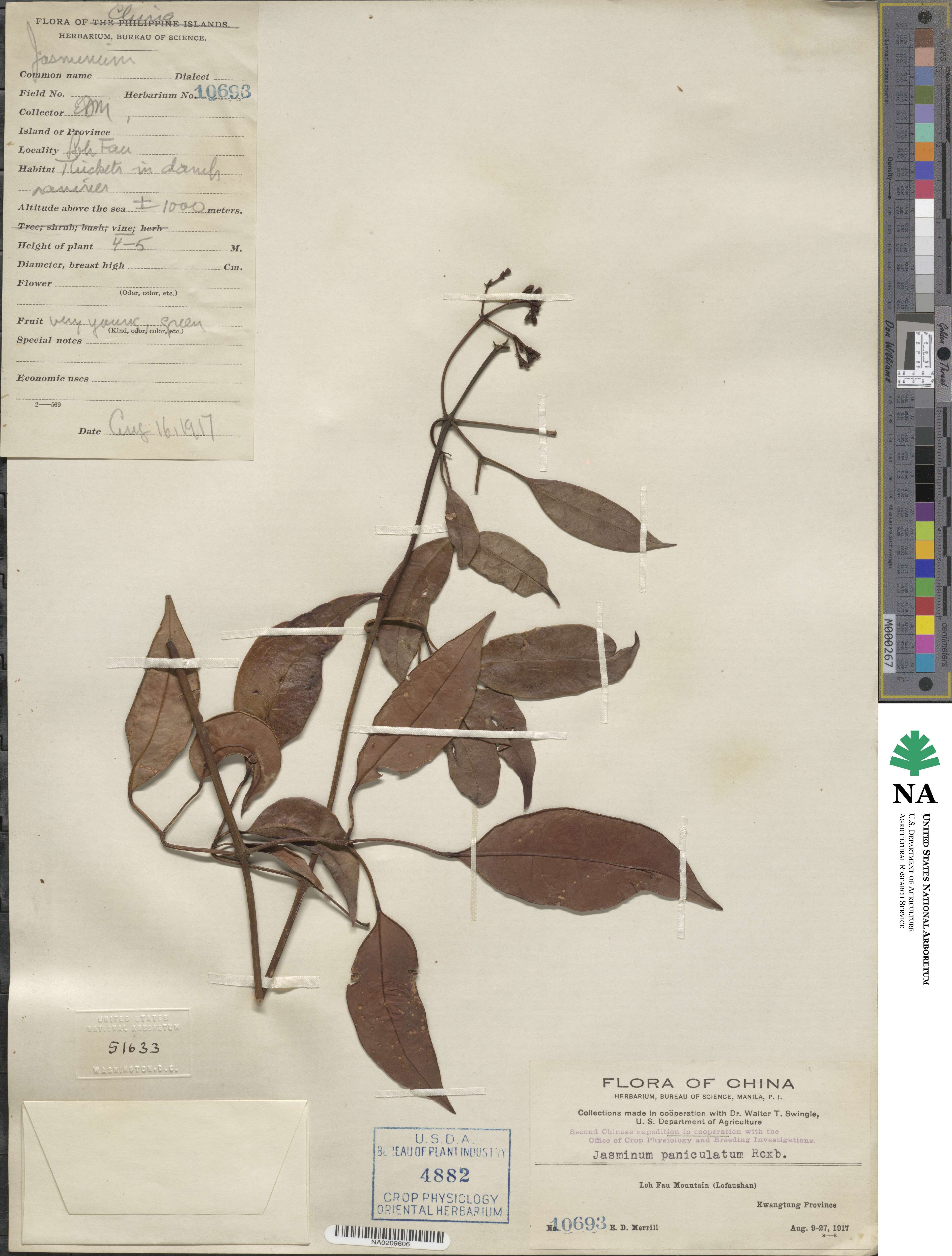 Jasminum lanceolaria subsp. lanceolaria image