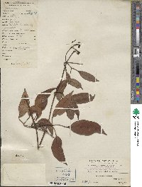 Jasminum lanceolaria image