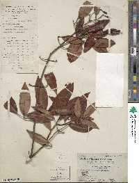 Jasminum lanceolaria image