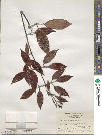 Jasminum pentaneurum image