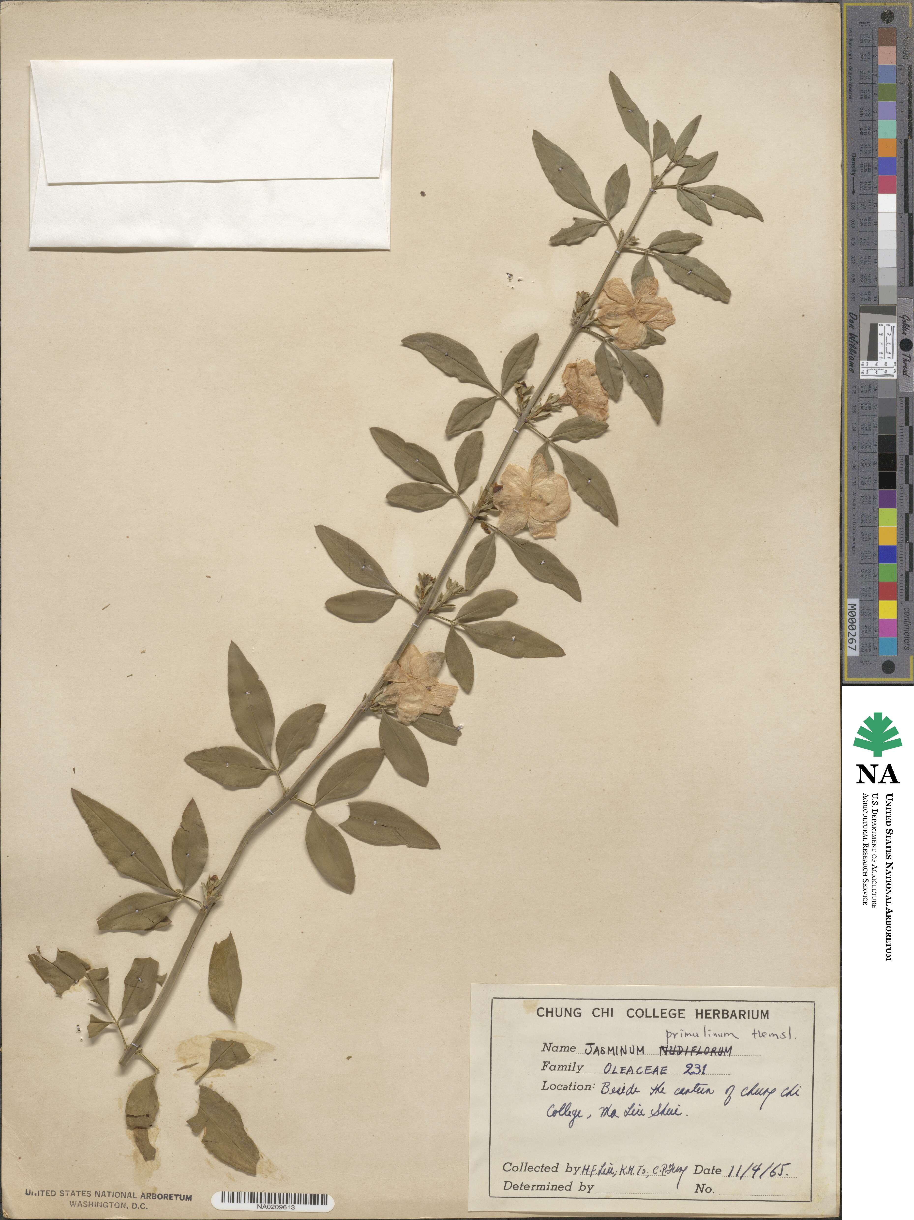 Jasminum mesnyi image