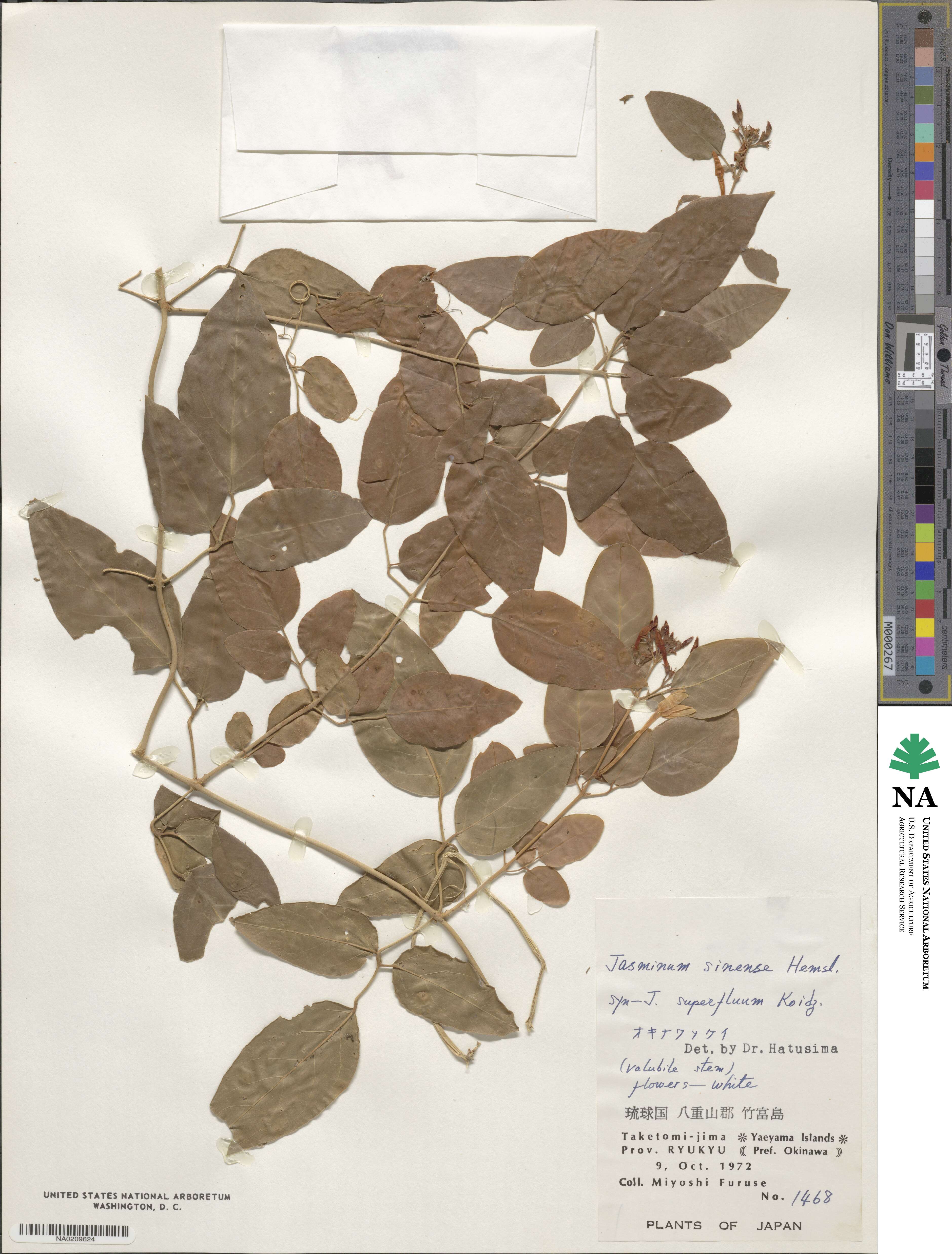 Jasminum sinense image