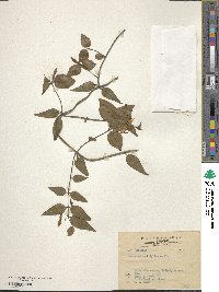 Jasminum nervosum image