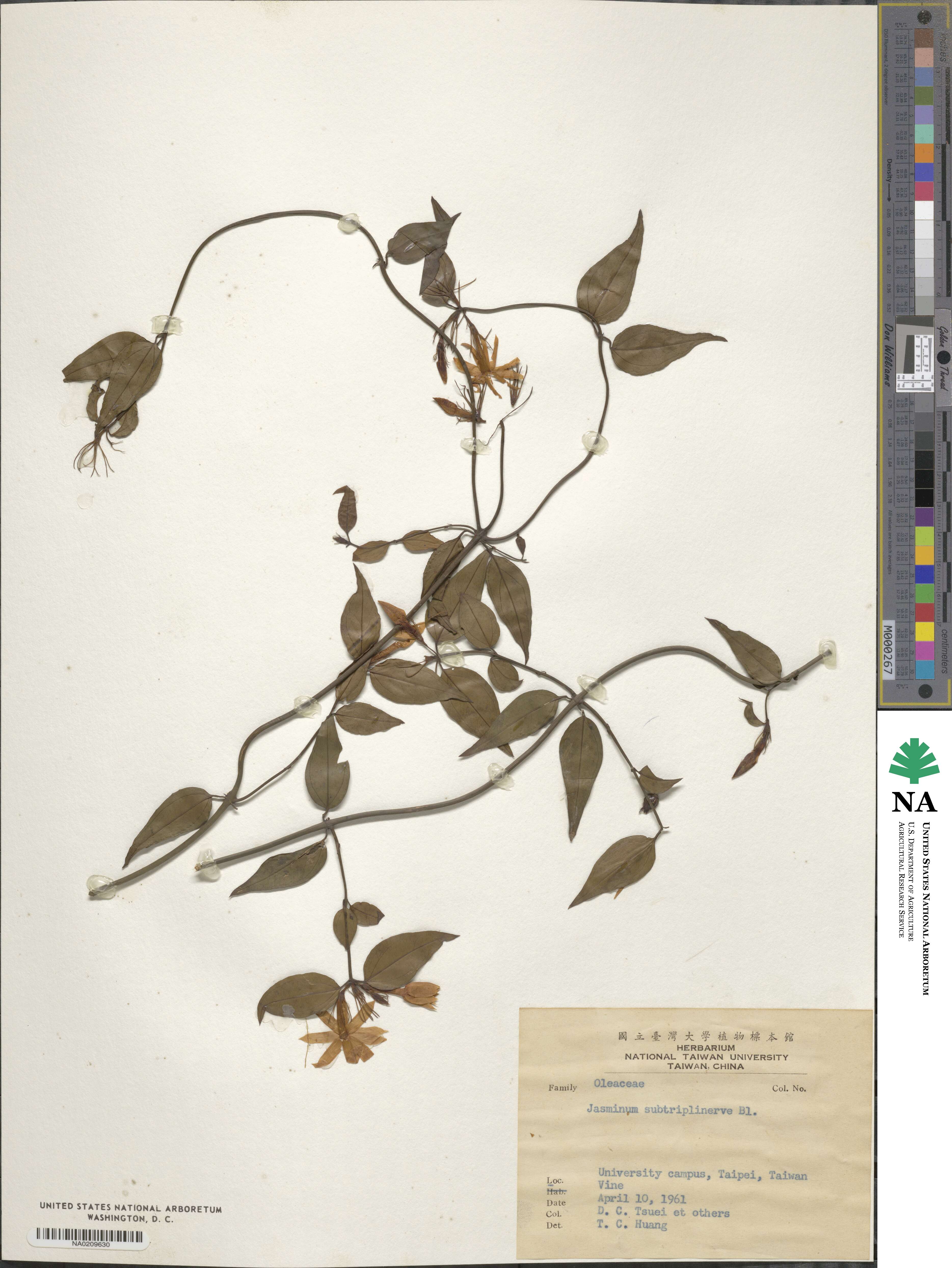 Jasminum nervosum image