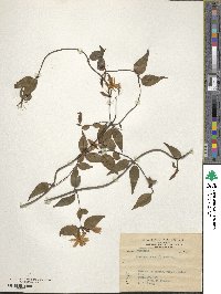 Jasminum nervosum image