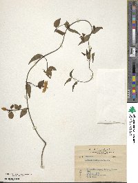 Jasminum nervosum image