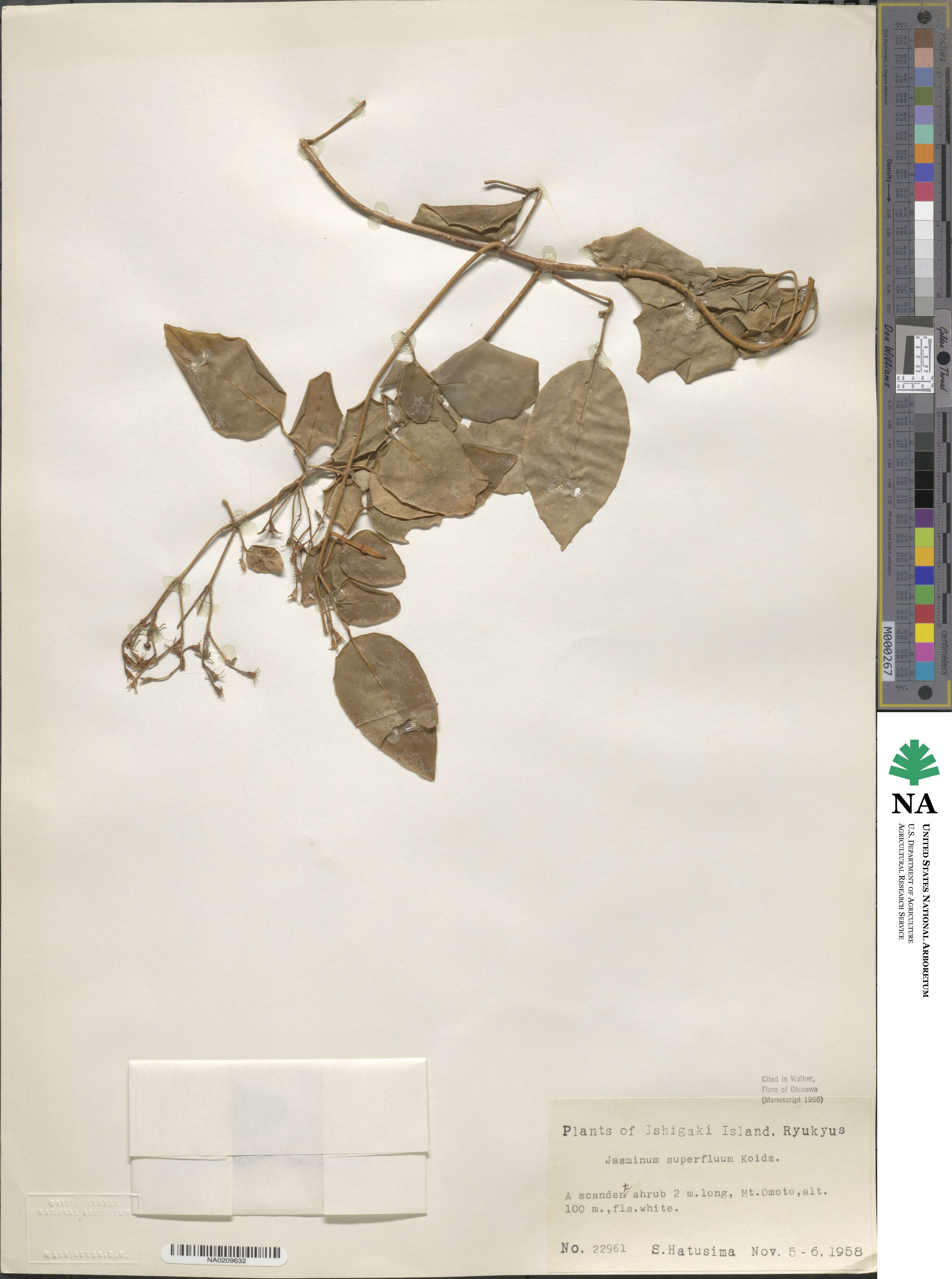 Jasminum lanceolaria subsp. lanceolaria image