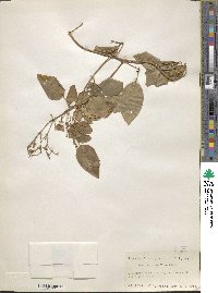 Jasminum lanceolaria subsp. lanceolaria image