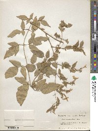 Jasminum lanceolaria image