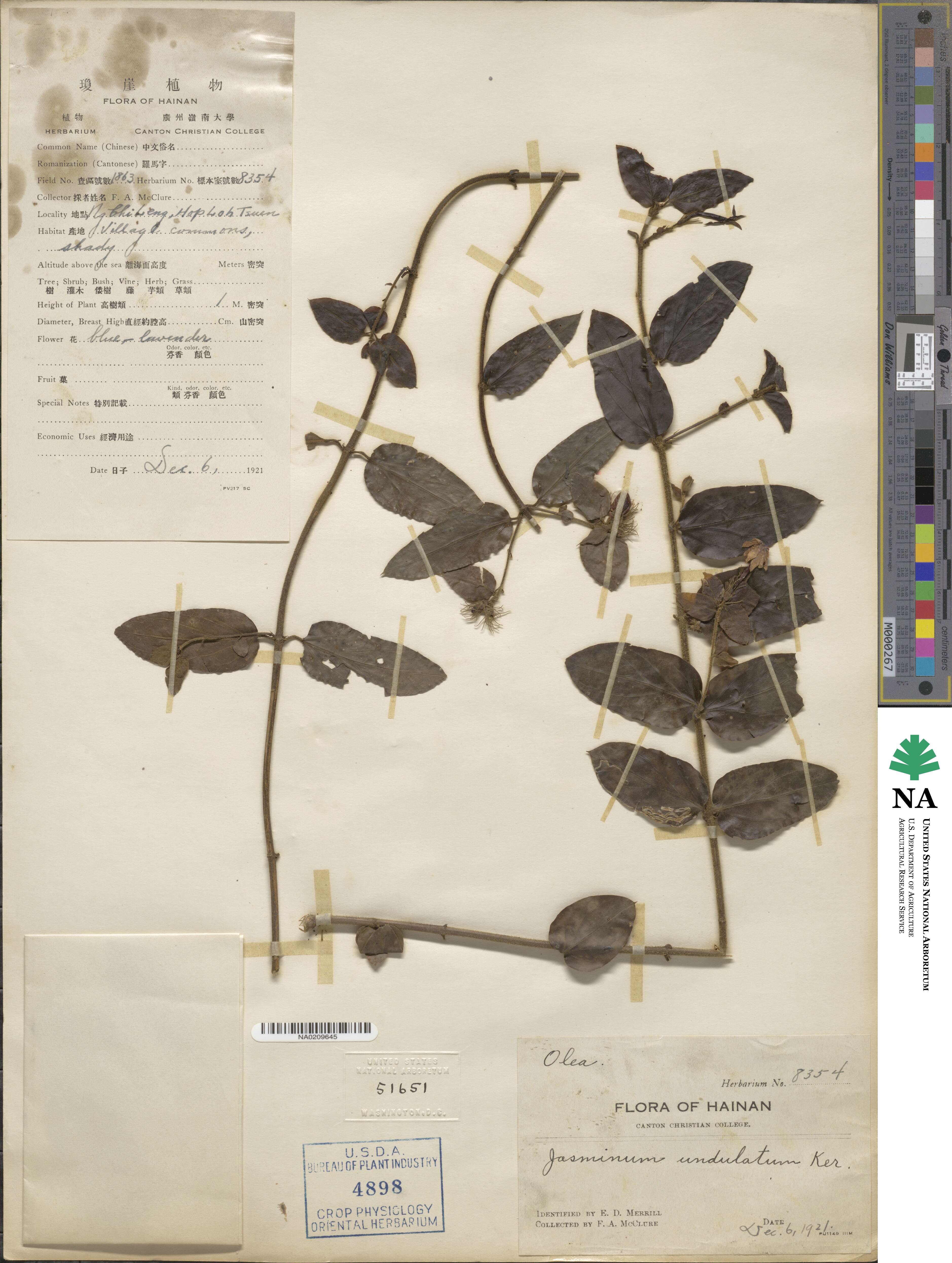 Jasminum undulatum image