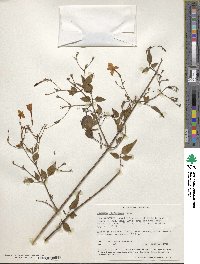 Jasminum grandiflorum subsp. floribundum image